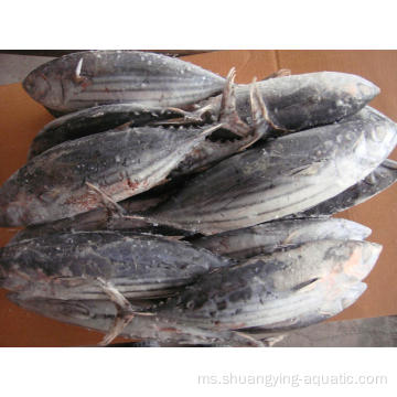 BQF Frozen Seluruh Skipjack Tuna untuk tin dalam tin